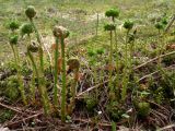 Dryopteris assimilis