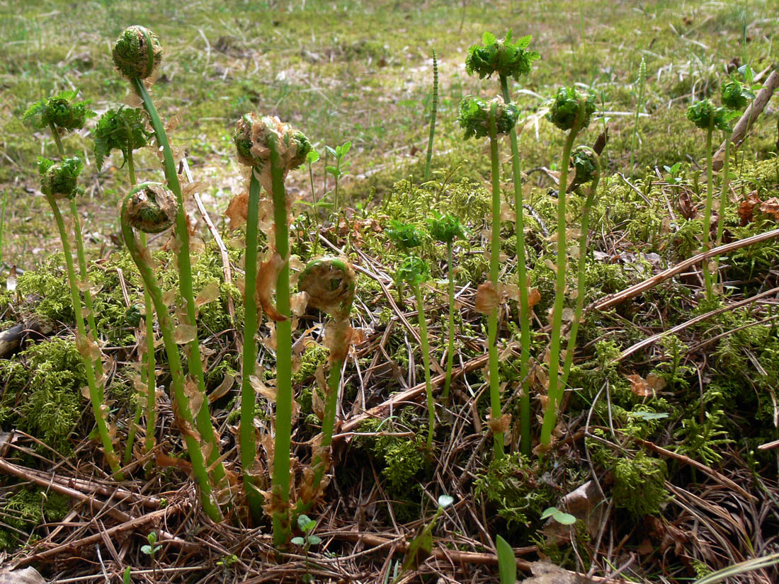 Изображение особи Dryopteris assimilis.