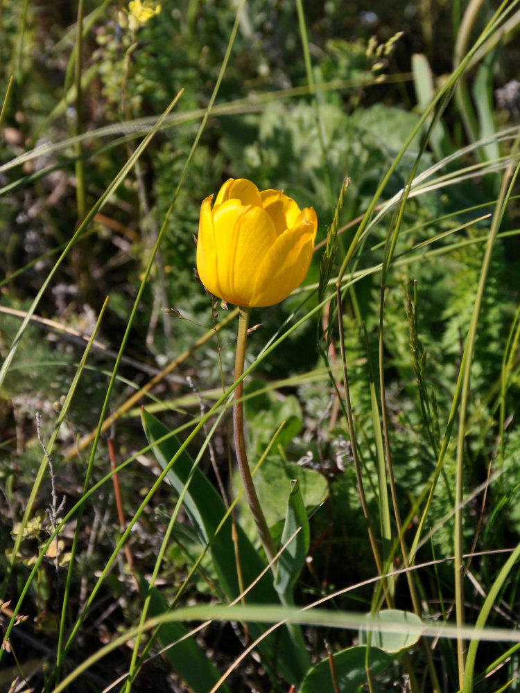 Изображение особи Tulipa suaveolens.