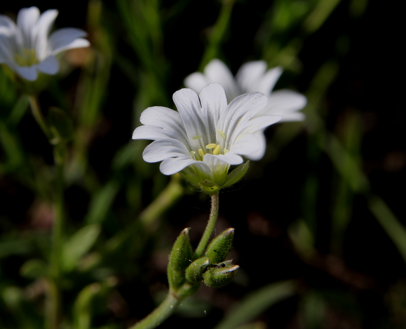 Image of Cerastium arvense specimen.