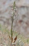 Himantoglossum caprinum