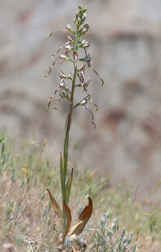 Image of Himantoglossum caprinum specimen.