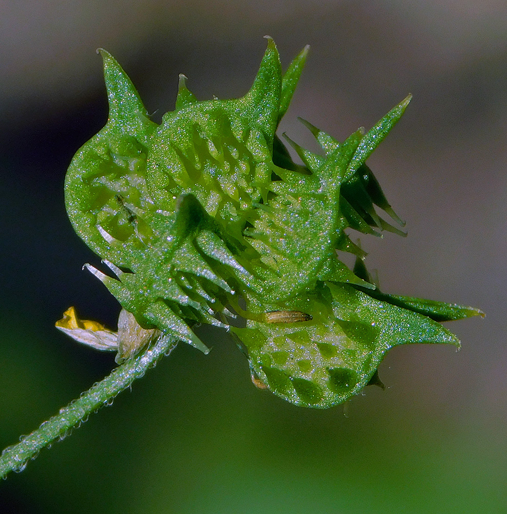 Image of Ranunculus arvensis specimen.