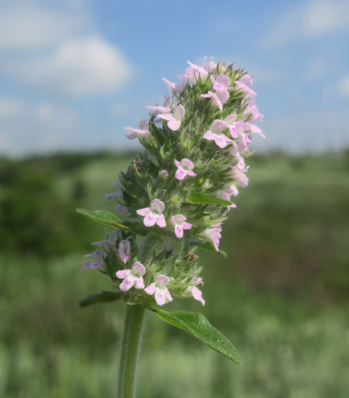 Image of Thymus marschallianus specimen.