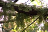 Taxodium distichum