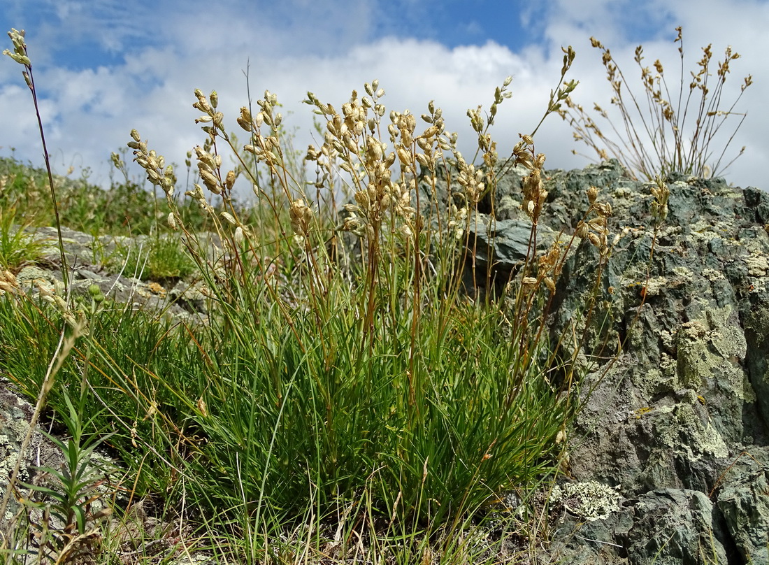 Image of Silene graminifolia specimen.