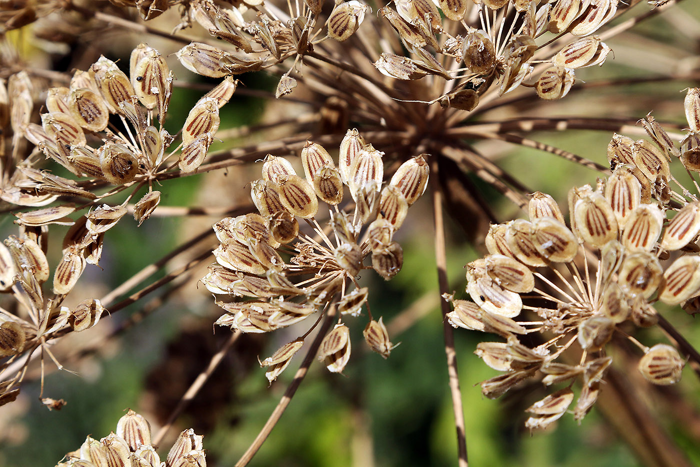 Изображение особи Heracleum lehmannianum.