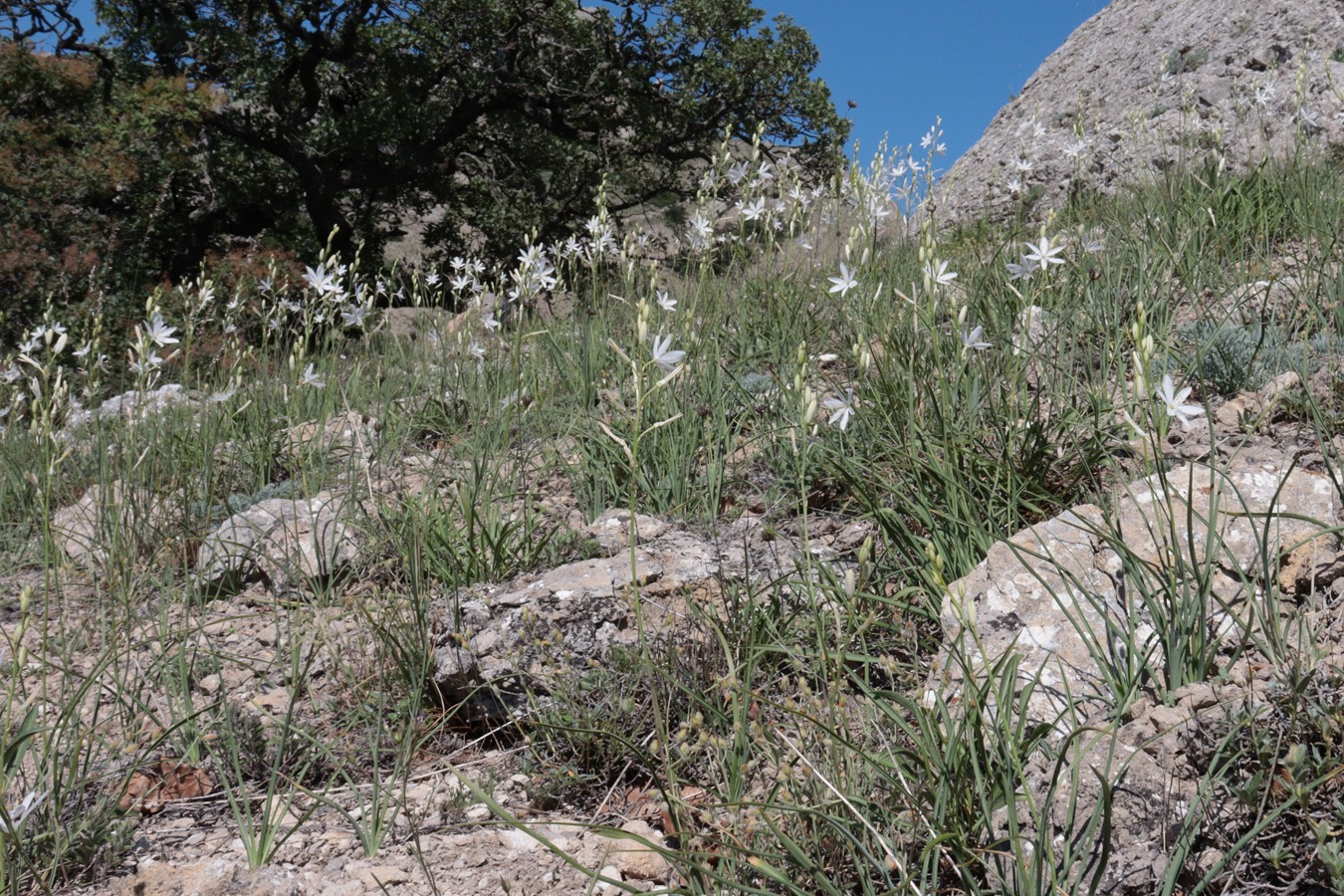 Image of Anthericum liliago specimen.