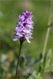 Dactylorhiza psychrophila. Верхушка побега с соцветием. Мурманская обл., п-в Рыбачий, побережье Большой Волоковой губы севернее м. Коровий, разнотравный приморский луг. 28.07.2020.