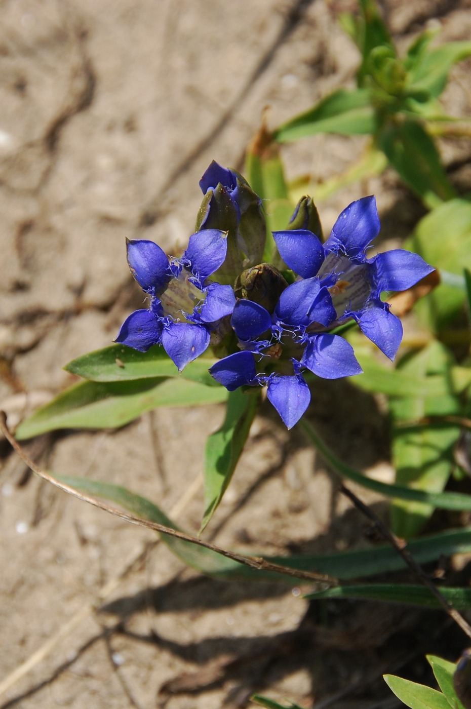 Изображение особи Gentiana septemfida.