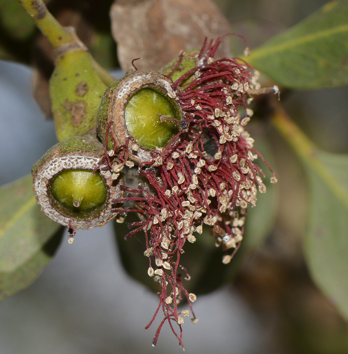 Image of genus Eucalyptus specimen.