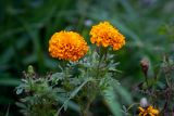 Tagetes erecta