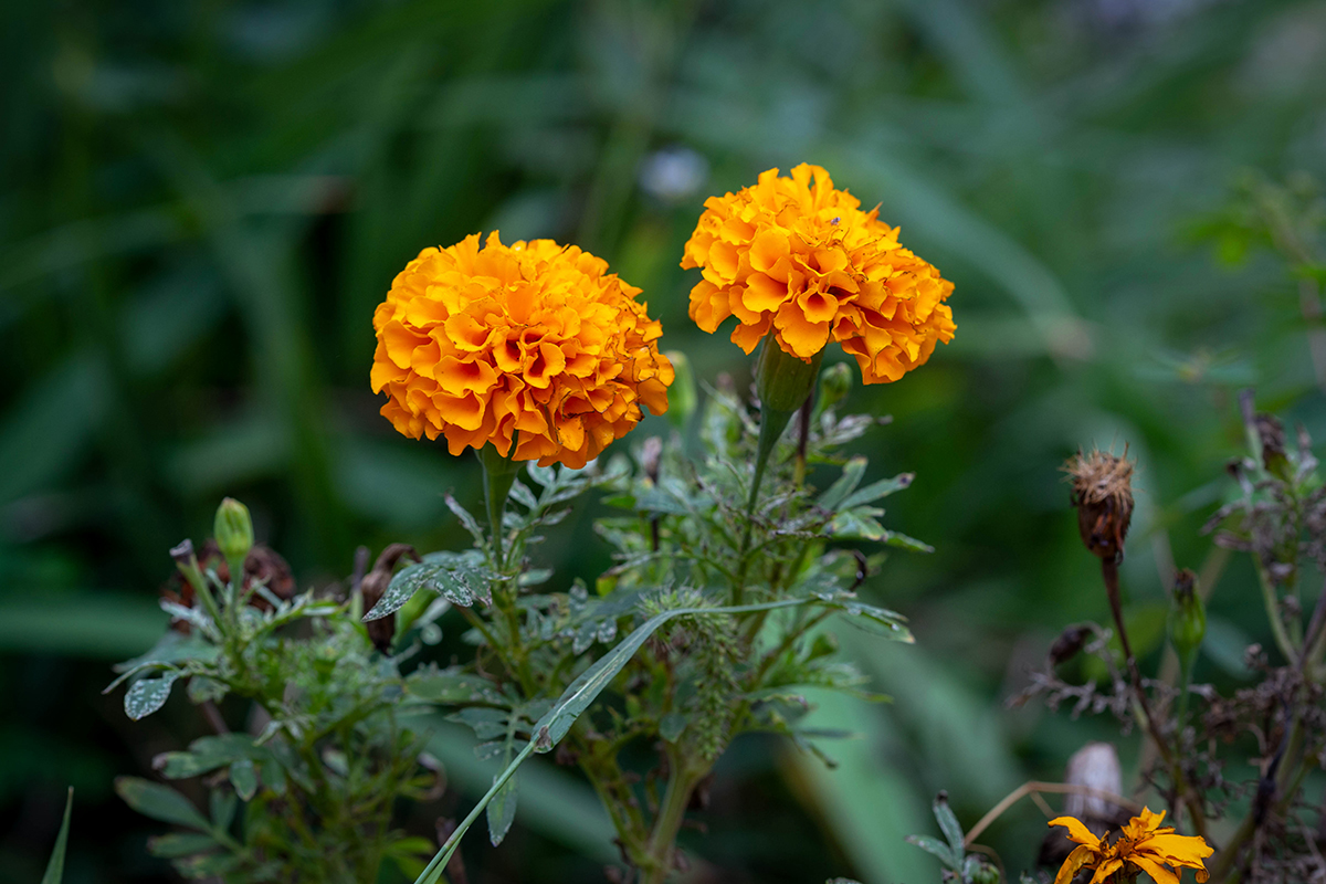 Image of Tagetes erecta specimen.