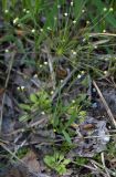Androsace filiformis. Цветущие растения на краю просёлочной дороги. Новосибирская обл., Мошковский р-н. 13.06.2010.