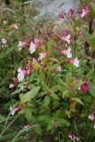 Impatiens glandulifera