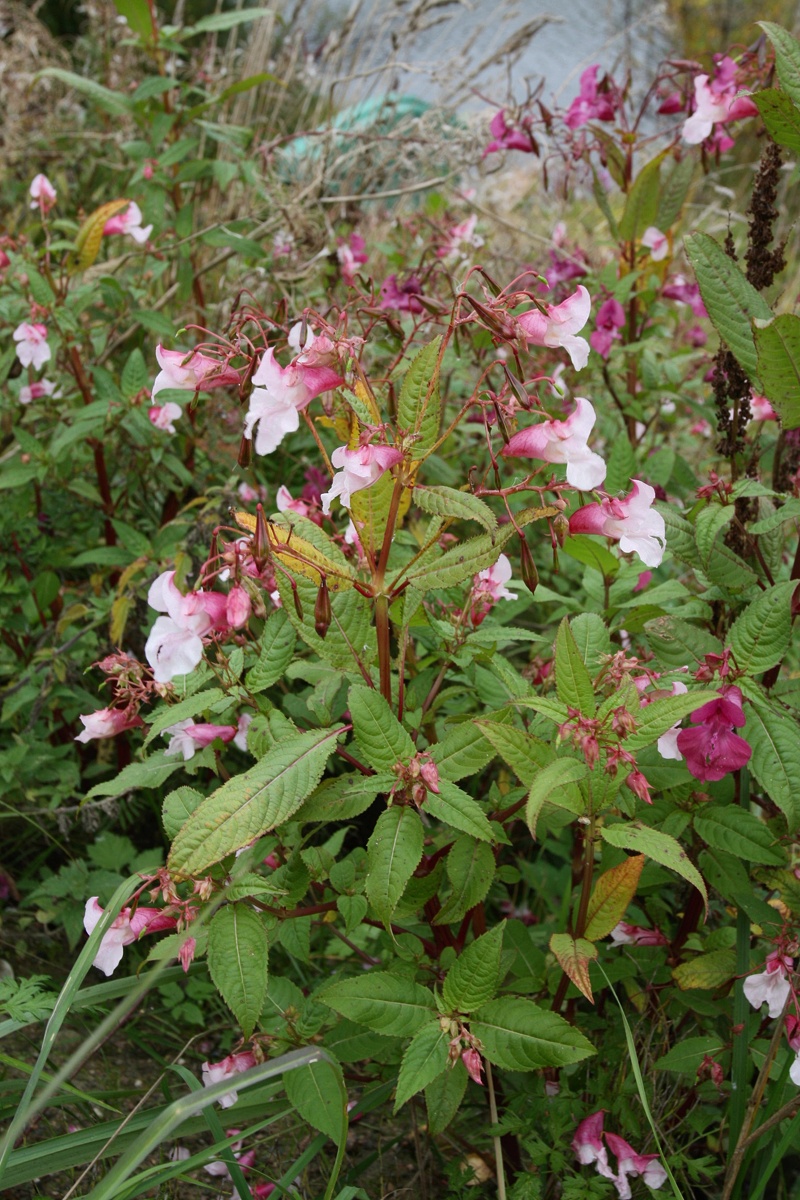 Image of Impatiens glandulifera specimen.