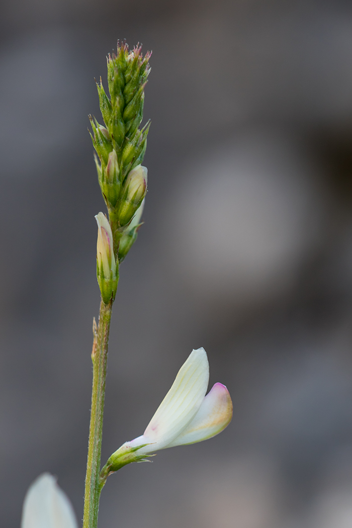 Image of Onobrychis ruprechtii specimen.