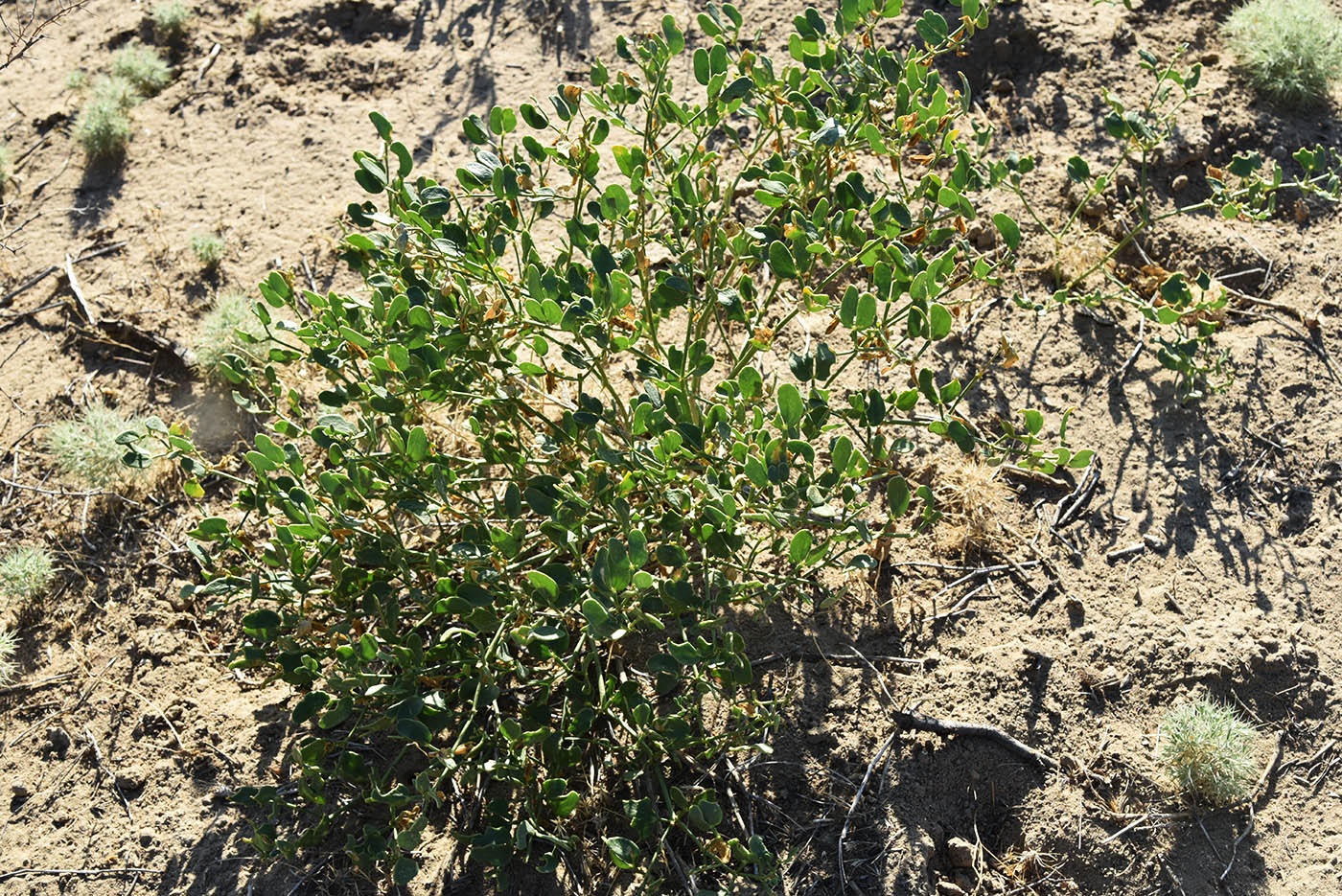 Изображение особи Zygophyllum fabago ssp. dolichocarpum.