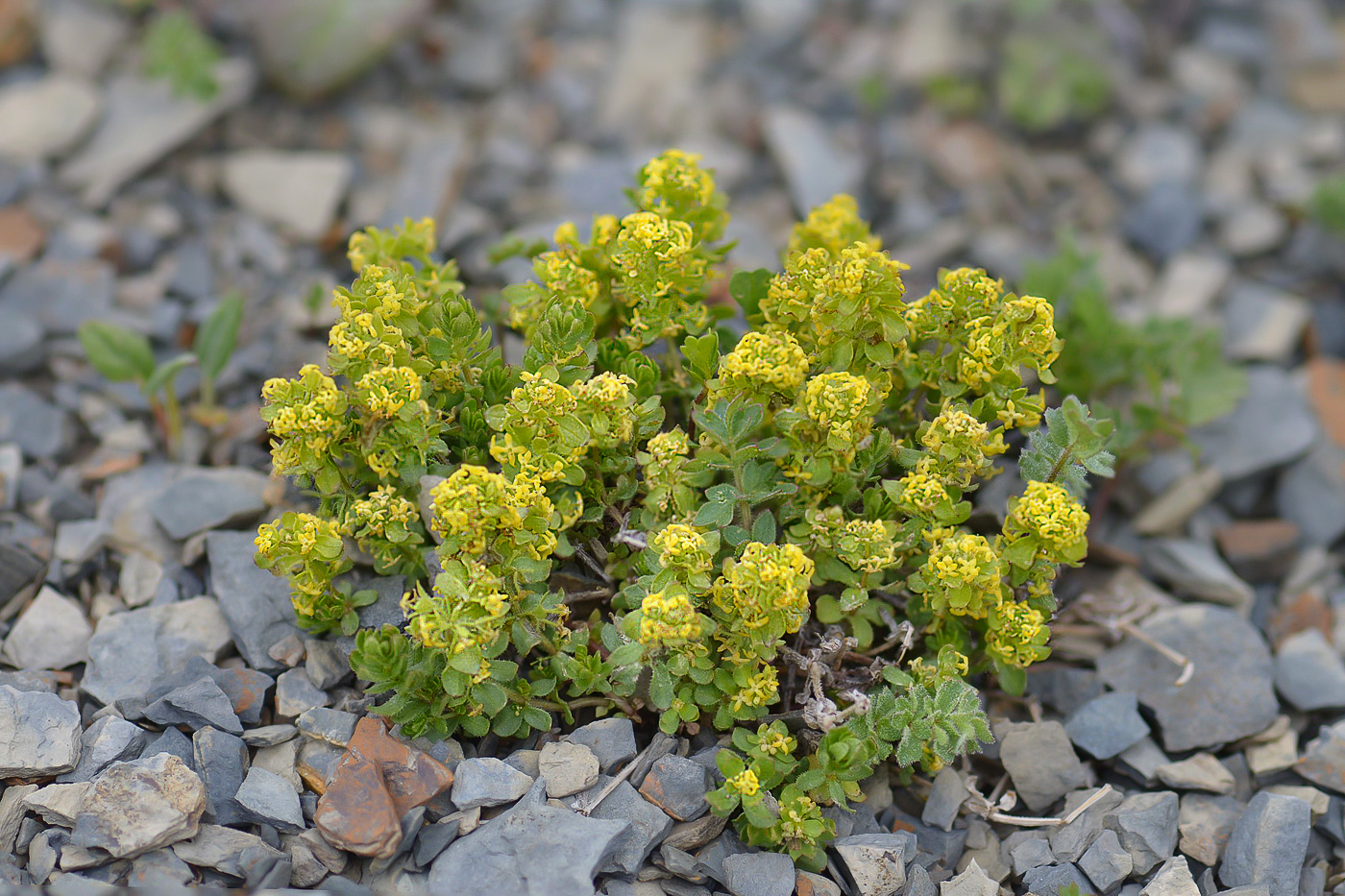 Изображение особи род Cruciata.