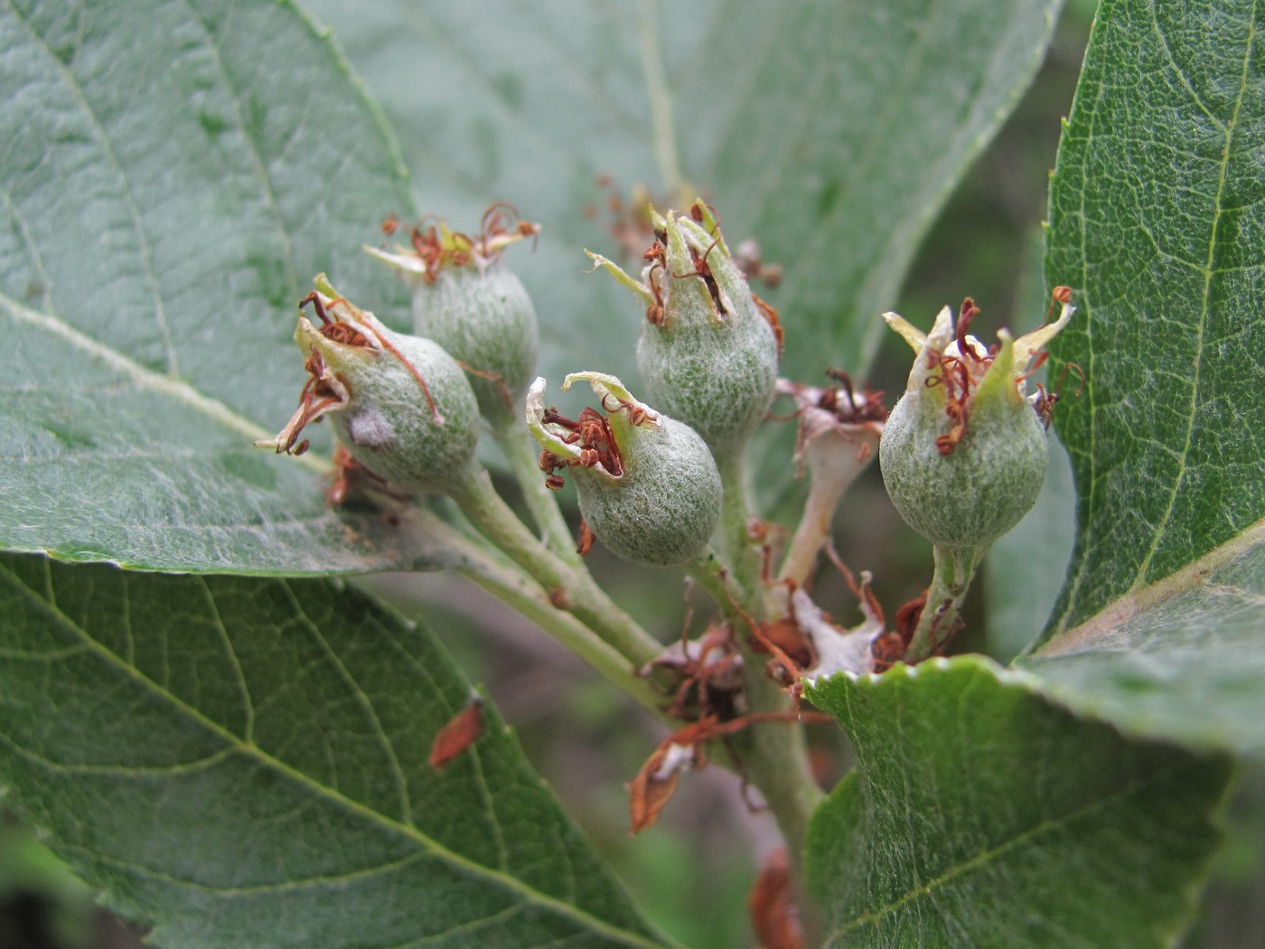 Image of Sorbus graeca specimen.