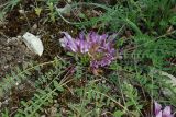род Astragalus. Цветущее растение. Азербайджан, Шекинский р-н, каменистый склон отрога Главного Кавказского хребта. 18.04.2010.
