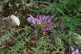 Astragalus