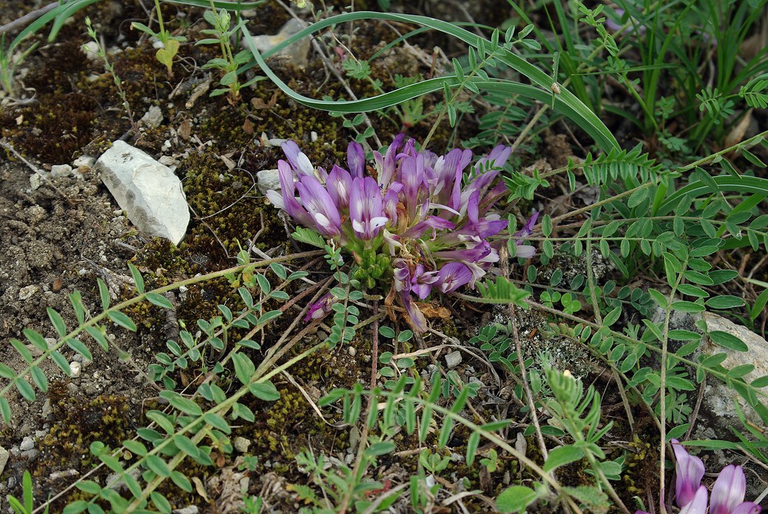 Изображение особи род Astragalus.