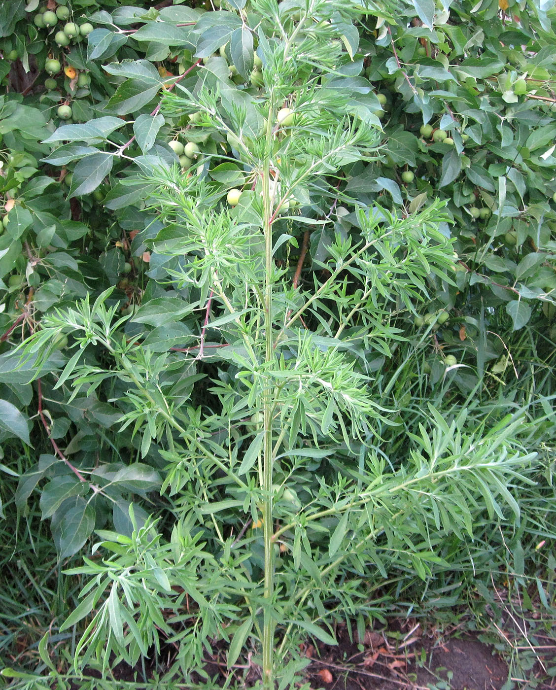 Image of Bassia scoparia specimen.