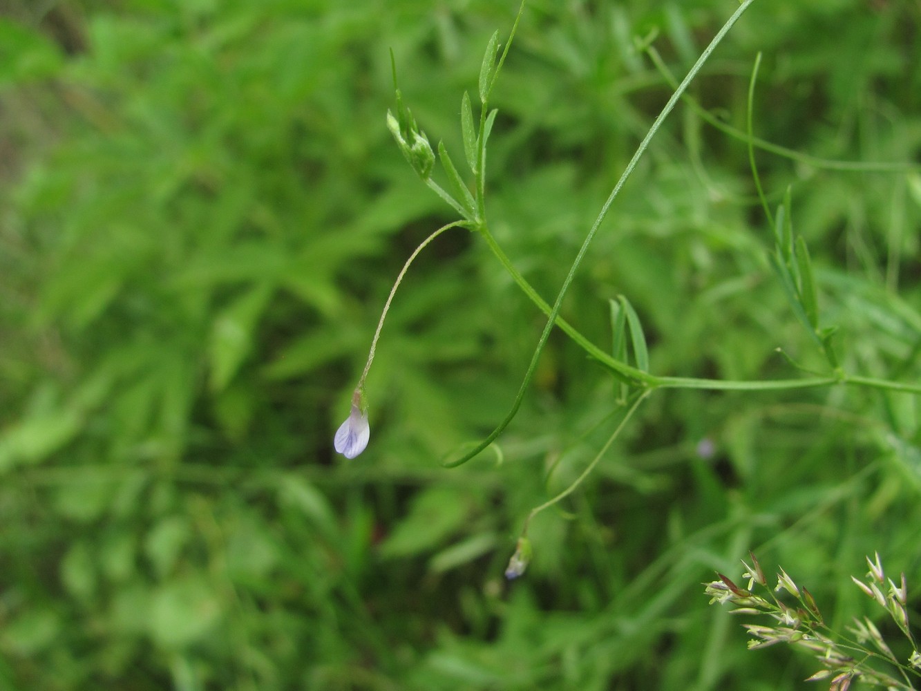 Image of Vicia tetrasperma specimen.
