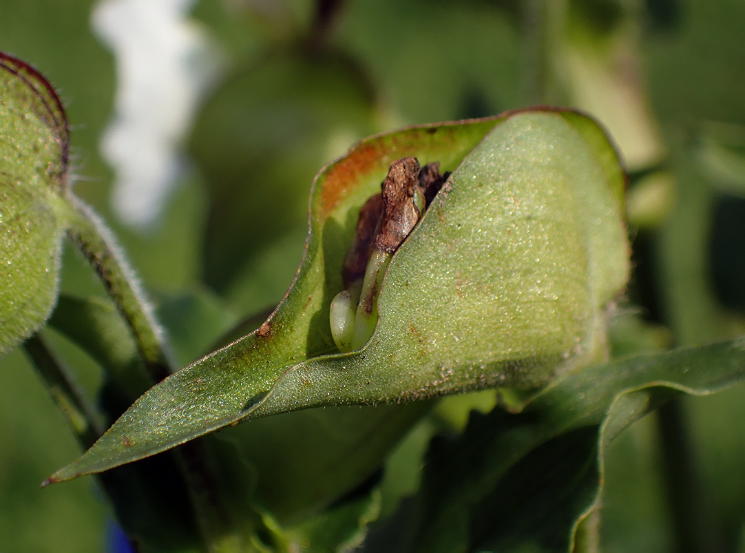 Изображение особи Commelina tuberosa.