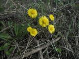 Tussilago farfara