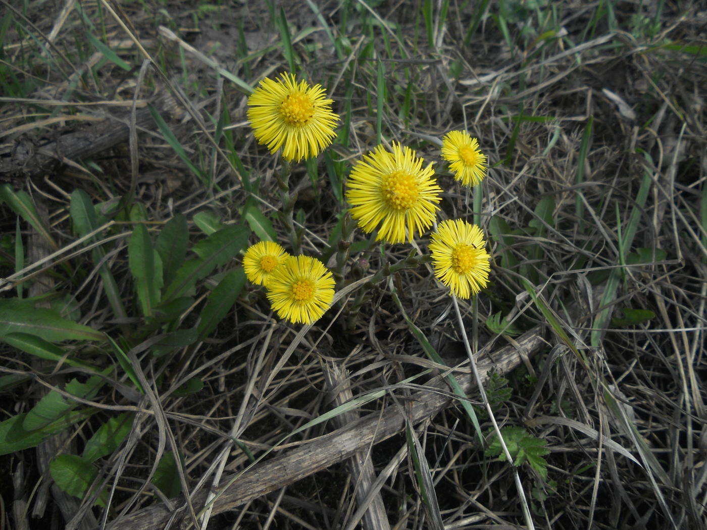 Image of Tussilago farfara specimen.