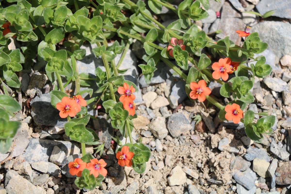 Image of Anagallis arvensis specimen.