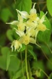 Epimedium koreanum