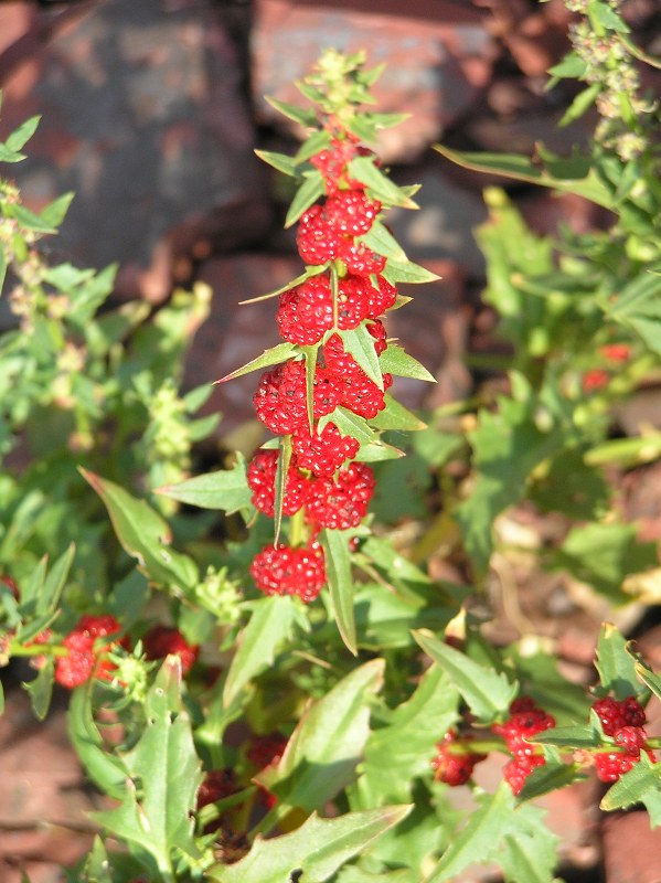 Image of Blitum virgatum specimen.