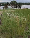 Stipa pennata