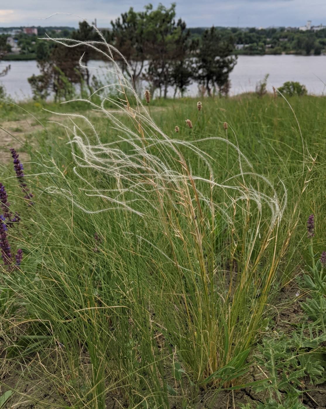 Изображение особи Stipa pennata.