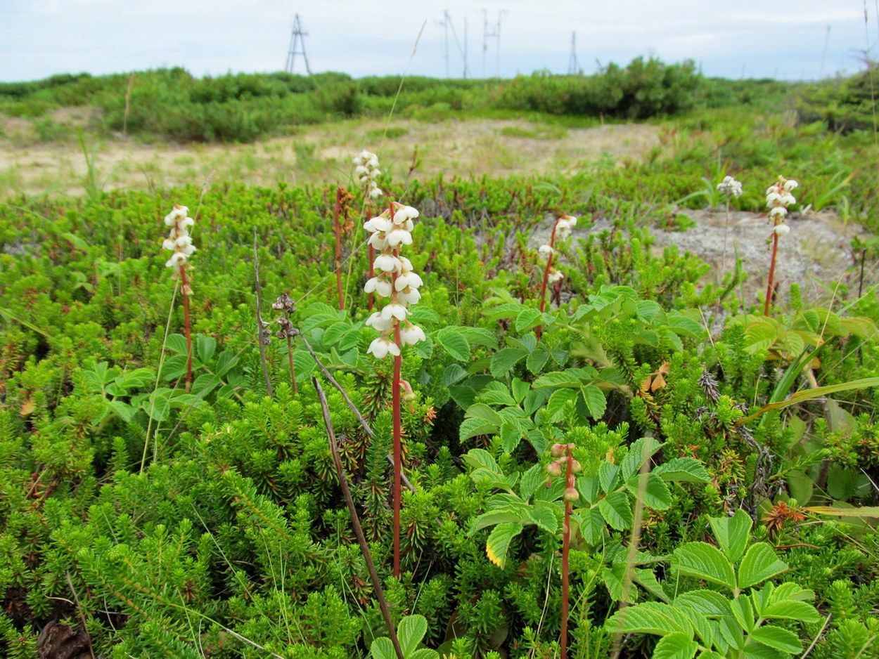 Image of genus Pyrola specimen.