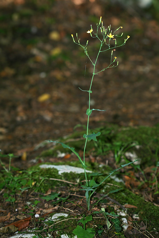 Изображение особи Mycelis muralis.