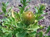 Jurinea robusta. Верхушка расцветающего растения. Казахстан, Чу-Илийские горы, близ перевала Курдай. 21.06.2022.