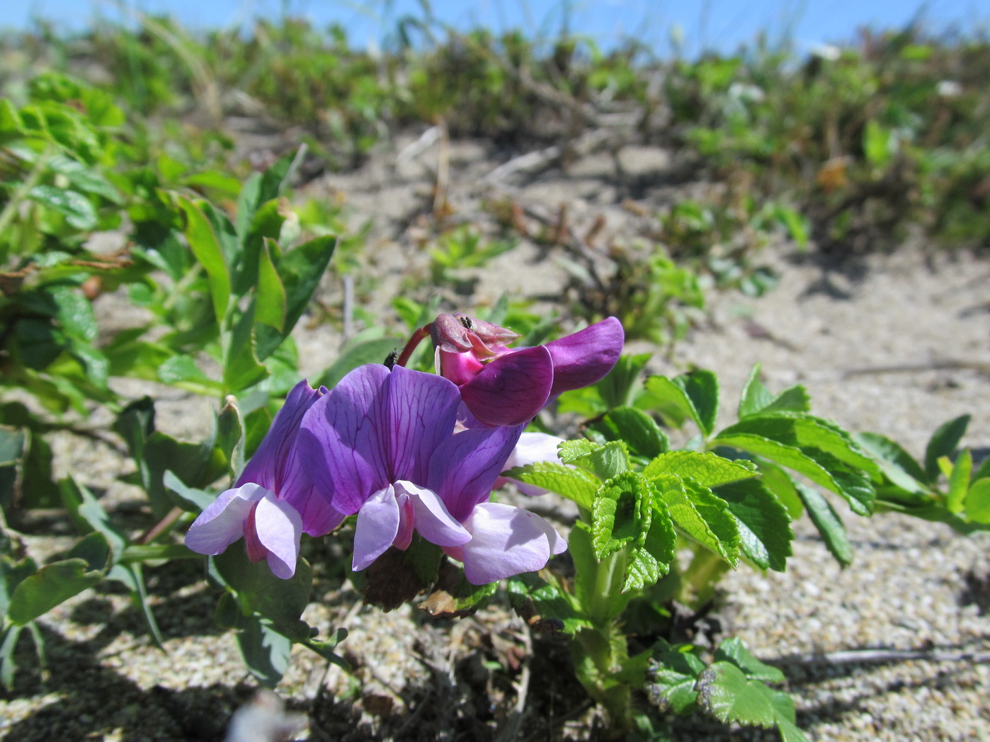 Image of Lathyrus japonicus ssp. pubescens specimen.