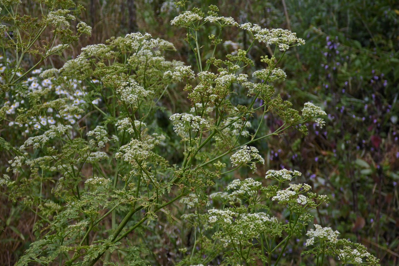 Изображение особи Conium maculatum.