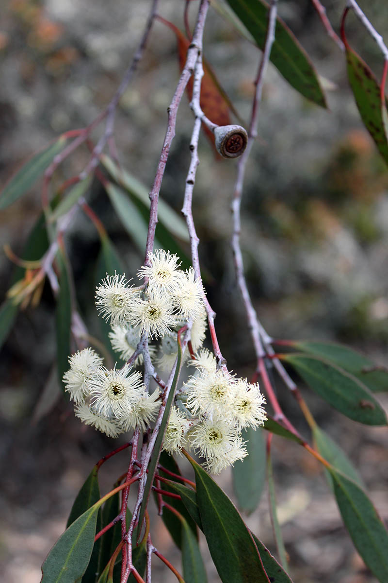 Image of genus Eucalyptus specimen.