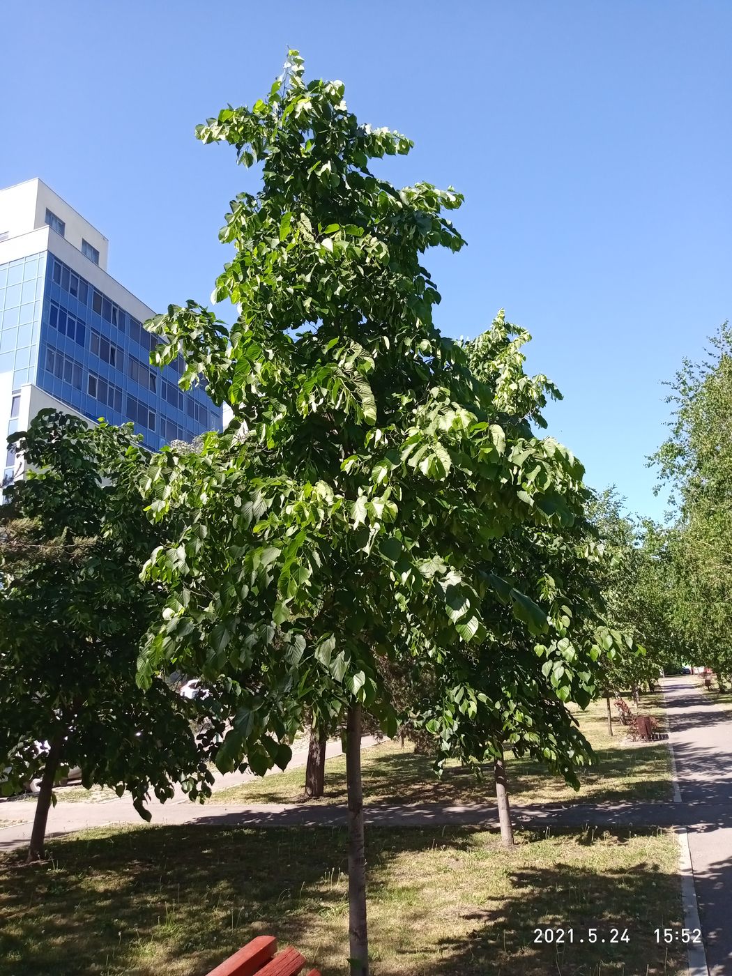 Image of genus Tilia specimen.