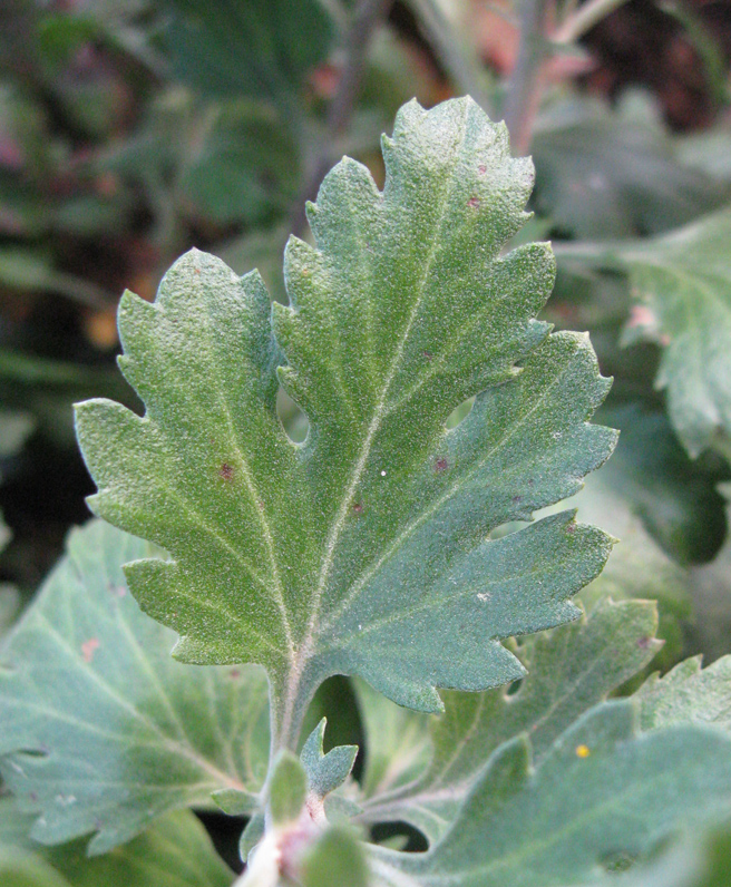 Image of Chrysanthemum indicum specimen.