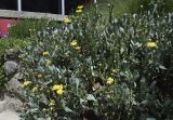 Hertia cheirifolia