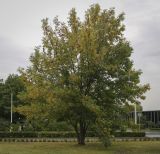 Fraxinus excelsior. Плодоносящее дерево с листьями в осенней окраске. Москва, ВДНХ, у павильона \"Умный город\", в культуре. 15.09.2022.