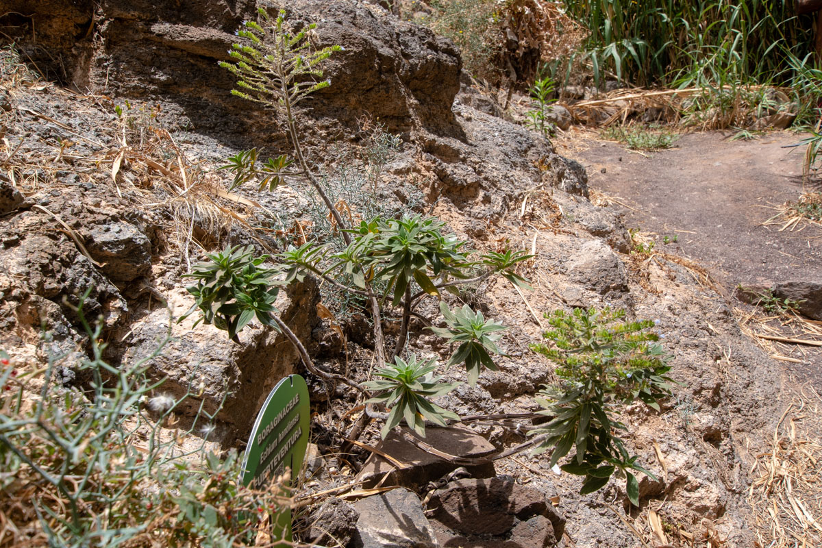 Изображение особи Echium handiense.