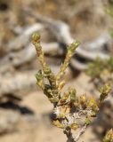 genus Anabasis