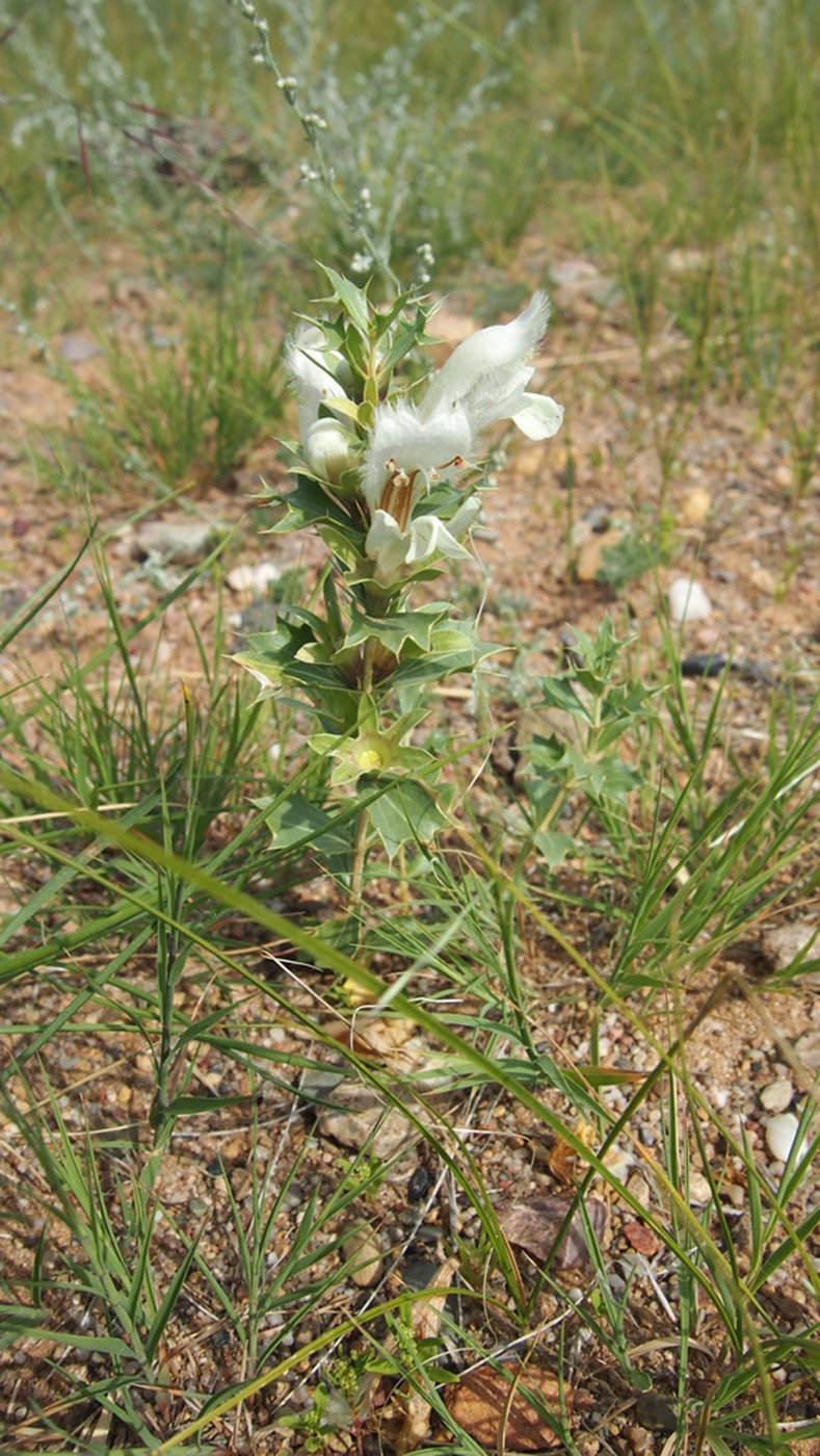Image of Lagochilus ilicifolius specimen.